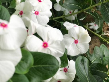 Yaprak yeşili arka planı taze, beyaz ve pembe bir çiçek.