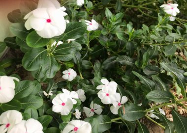 Yaprak yeşili arka planı taze, beyaz ve pembe bir çiçek.