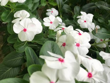 Yaprak yeşili arka planı taze, beyaz ve pembe bir çiçek.