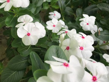 Yaprak yeşili arka planı taze, beyaz ve pembe bir çiçek.