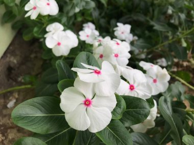 Yaprak yeşili arka planı taze, beyaz ve pembe bir çiçek.