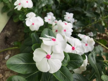 Yaprak yeşili arka planı taze, beyaz ve pembe bir çiçek.