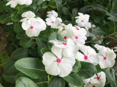 Yaprak yeşili arka planı taze, beyaz ve pembe bir çiçek.