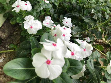 Yaprak yeşili arka planı taze, beyaz ve pembe bir çiçek.