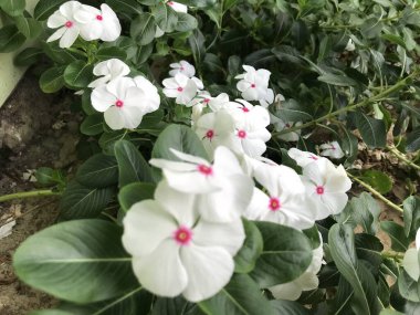 Yaprak yeşili arka planı taze, beyaz ve pembe bir çiçek.