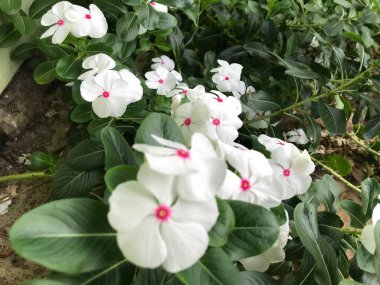 Yaprak yeşili arka planı taze, beyaz ve pembe bir çiçek.