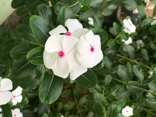 Bela Flor Cor Branca Rosa Com Folha Verde Natureza Fundo — Fotografia de Stock