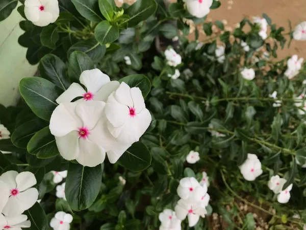 Belle Fleur Blanche Rose Couleur Avec Feuille Vert Nature Fond — Photo