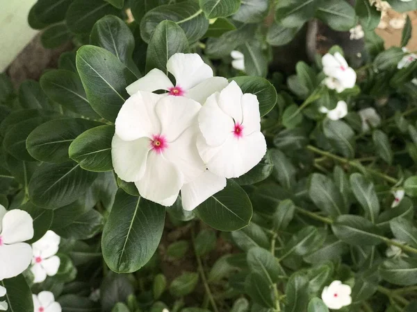 Kaunis Kukka Valkoinen Vaaleanpunainen Väri Lehtiä Vihreä Luonto Tausta Tuore — kuvapankkivalokuva