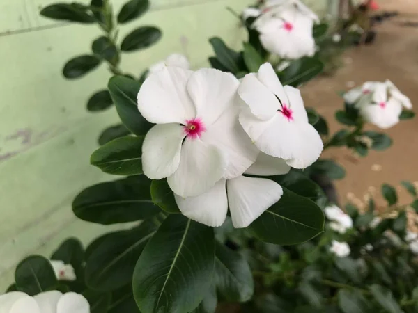 Gyönyörű Virág Fehér Rózsaszín Szín Levél Zöld Természet Háttér Friss — Stock Fotó