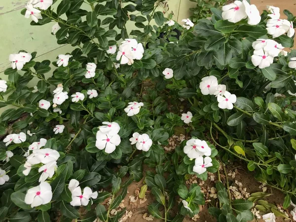 Yaprak Yeşili Arka Planı Taze Beyaz Pembe Bir Çiçek — Stok fotoğraf