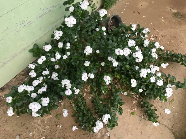 Belle Fleur Blanche Rose Couleur Avec Feuille Vert Nature Fond — Photo