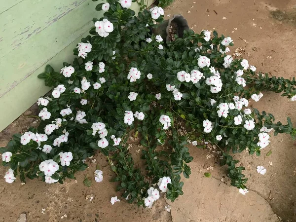 Bellissimo Fiore Bianco Rosa Con Foglia Verde Natura Sfondo Fresco — Foto Stock