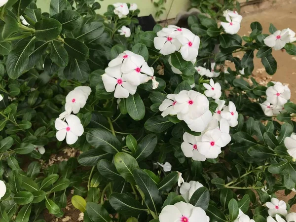 Bela Flor Cor Branca Rosa Com Folha Verde Natureza Fundo — Fotografia de Stock