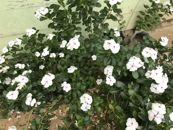 Yaprak Yeşili Arka Planı Taze Beyaz Pembe Bir Çiçek — Stok fotoğraf