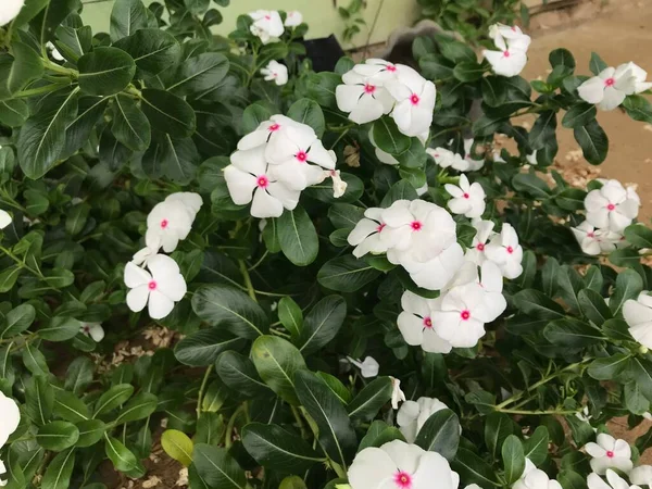 Hermosa Flor Color Blanco Rosa Con Hoja Verde Naturaleza Fondo —  Fotos de Stock