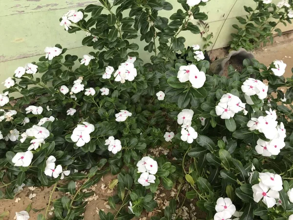 Yaprak Yeşili Arka Planı Taze Beyaz Pembe Bir Çiçek — Stok fotoğraf