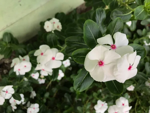 Yaprak Yeşili Arka Planı Taze Beyaz Pembe Bir Çiçek — Stok fotoğraf