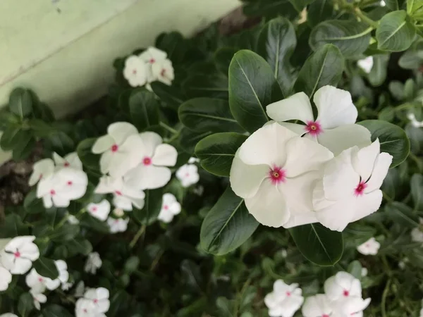 Belle Fleur Blanche Rose Couleur Avec Feuille Vert Nature Fond — Photo