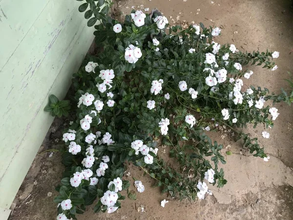 Yaprak Yeşili Arka Planı Taze Beyaz Pembe Bir Çiçek — Stok fotoğraf