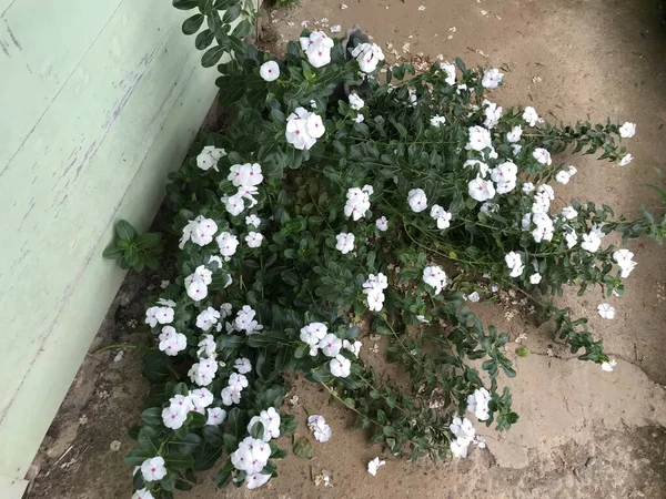 Yaprak Yeşili Arka Planı Taze Beyaz Pembe Bir Çiçek — Stok fotoğraf