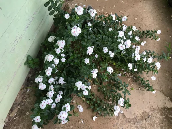 Yaprak Yeşili Arka Planı Taze Beyaz Pembe Bir Çiçek — Stok fotoğraf