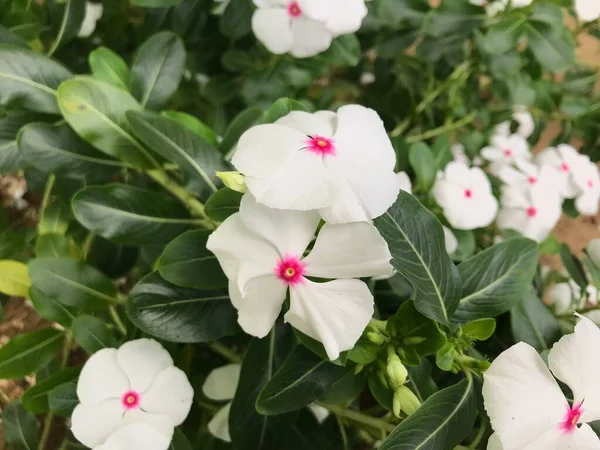 Belle Fleur Blanche Rose Couleur Avec Feuille Vert Nature Fond — Photo