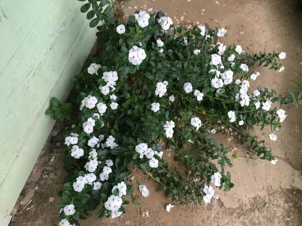 Vakker Blomst Hvit Rosa Farge Med Blad Grønn Naturbakgrunn Frisk – stockfoto