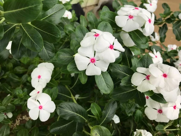 Hermosa Flor Color Blanco Rosa Con Hoja Verde Naturaleza Fondo —  Fotos de Stock