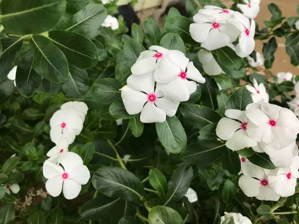 Hermosa Flor Color Blanco Rosa Con Hoja Verde Naturaleza Fondo —  Fotos de Stock