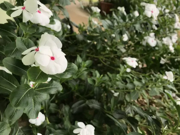 Mooie Bloem Witte Roze Kleur Met Blad Groene Natuur Achtergrond — Stockfoto