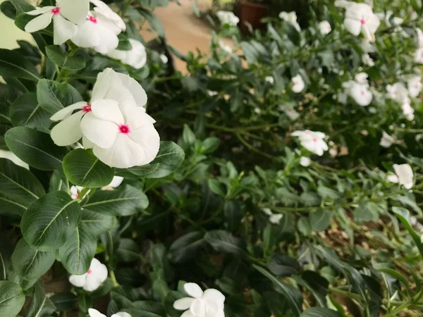 Yaprak Yeşili Arka Planı Taze Beyaz Pembe Bir Çiçek — Stok fotoğraf