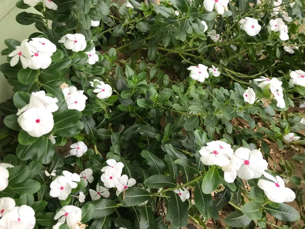 Piękny Kwiat Biały Różowy Kolor Liści Zielony Natura Tło Świeże — Zdjęcie stockowe