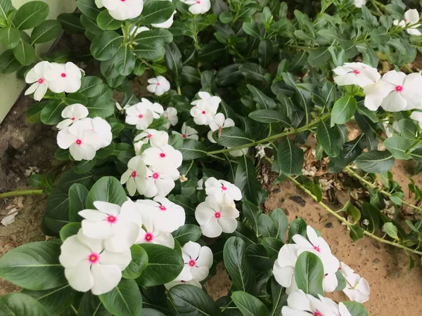 Yaprak yeşili arka planı taze, beyaz ve pembe bir çiçek.