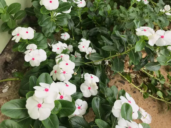 Красивый Цветок Белый Розовый Цвет Зеленым Листом Природы Фон Свежий — стоковое фото