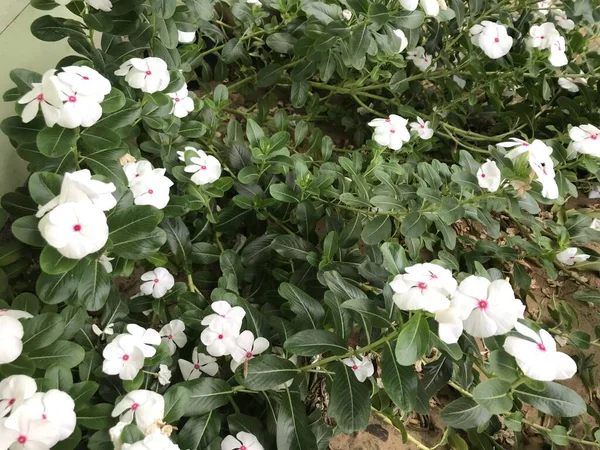 Bela Flor Cor Branca Rosa Com Folha Verde Natureza Fundo — Fotografia de Stock