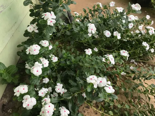 Hermosa Flor Color Blanco Rosa Con Hoja Verde Naturaleza Fondo —  Fotos de Stock