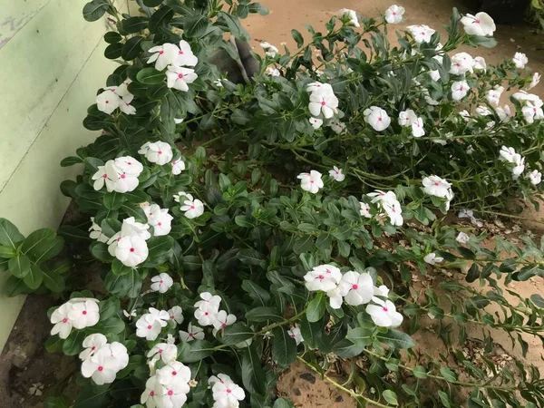 Yaprak Yeşili Arka Planı Taze Beyaz Pembe Bir Çiçek — Stok fotoğraf