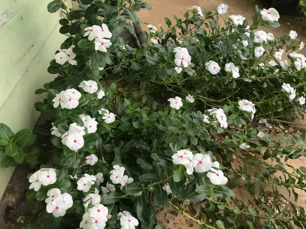 Hermosa Flor Color Blanco Rosa Con Hoja Verde Naturaleza Fondo —  Fotos de Stock