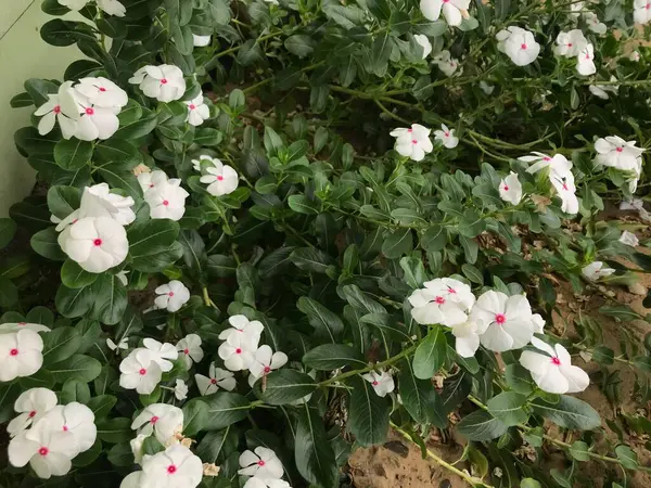 Bela Flor Cor Branca Rosa Com Folha Verde Natureza Fundo — Fotografia de Stock