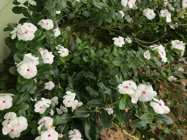 Belle Fleur Blanche Rose Couleur Avec Feuille Vert Nature Fond — Photo