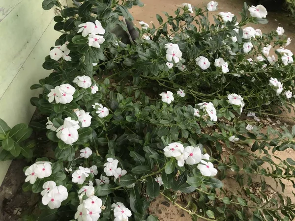 Mooie Bloem Witte Roze Kleur Met Blad Groene Natuur Achtergrond — Stockfoto