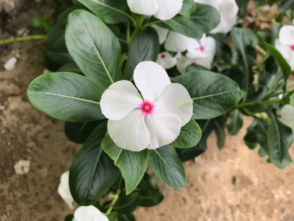 Bellissimo Fiore Bianco Rosa Con Foglia Verde Natura Sfondo Fresco — Foto Stock