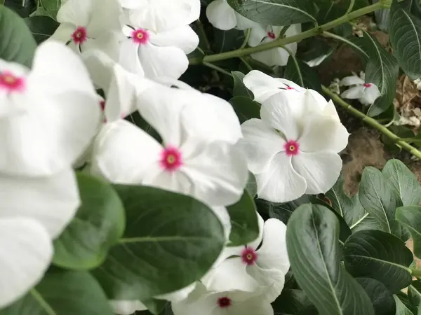 Bellissimo Fiore Bianco Rosa Con Foglia Verde Natura Sfondo Fresco — Foto Stock