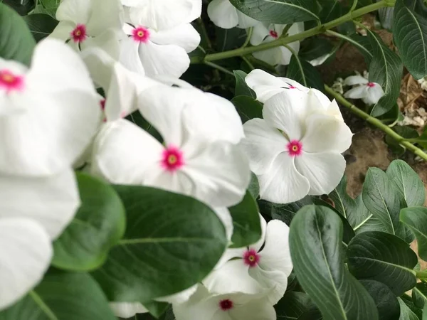 Gyönyörű Virág Fehér Rózsaszín Szín Levél Zöld Természet Háttér Friss — Stock Fotó