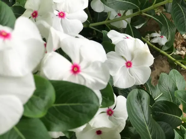 Όμορφο Λουλούδι Λευκό Και Ροζ Χρώμα Πράσινο Φύλλο Φύση Φόντο — Φωτογραφία Αρχείου