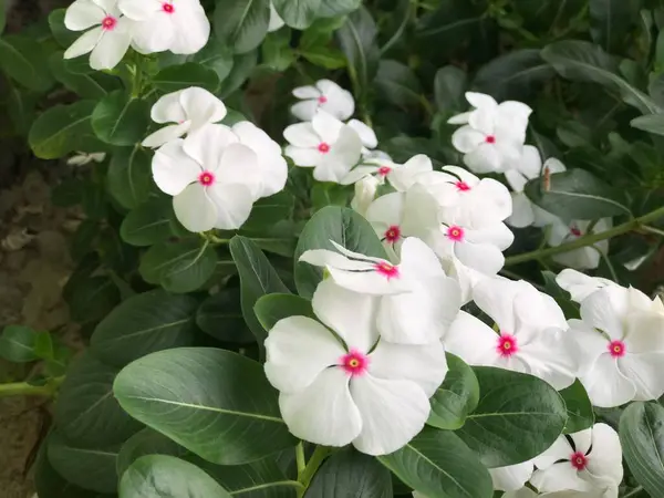 Hermosa Flor Color Blanco Rosa Con Hoja Verde Naturaleza Fondo —  Fotos de Stock