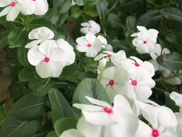 아름다운 분홍색이며 녹색을 배경으로 그대로 모습을 — 스톡 사진