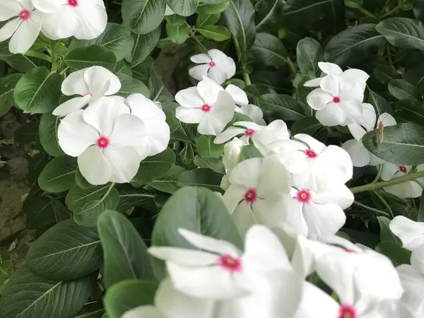 美丽的花朵 白色和粉色 叶绿色 自然背景新鲜自然 — 图库照片