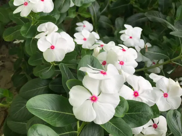 Όμορφο Λουλούδι Λευκό Και Ροζ Χρώμα Πράσινο Φύλλο Φύση Φόντο — Φωτογραφία Αρχείου